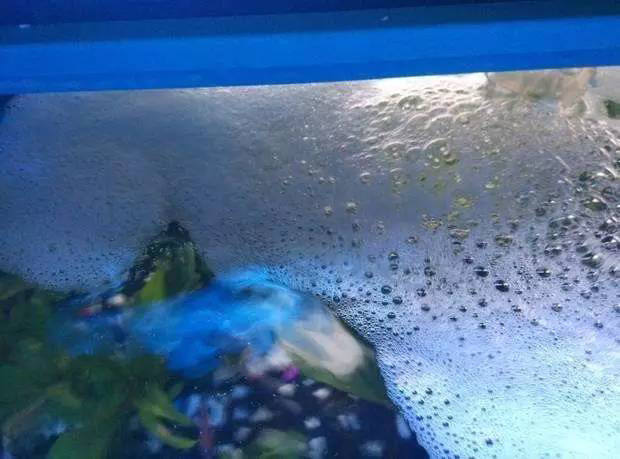 厲害啦！食品級水產品運輸用消泡劑解決水面泡沫問題