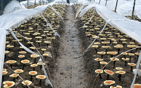 發酵消泡劑在生物發酵中的應用 發酵消泡劑在生物發酵中的應用